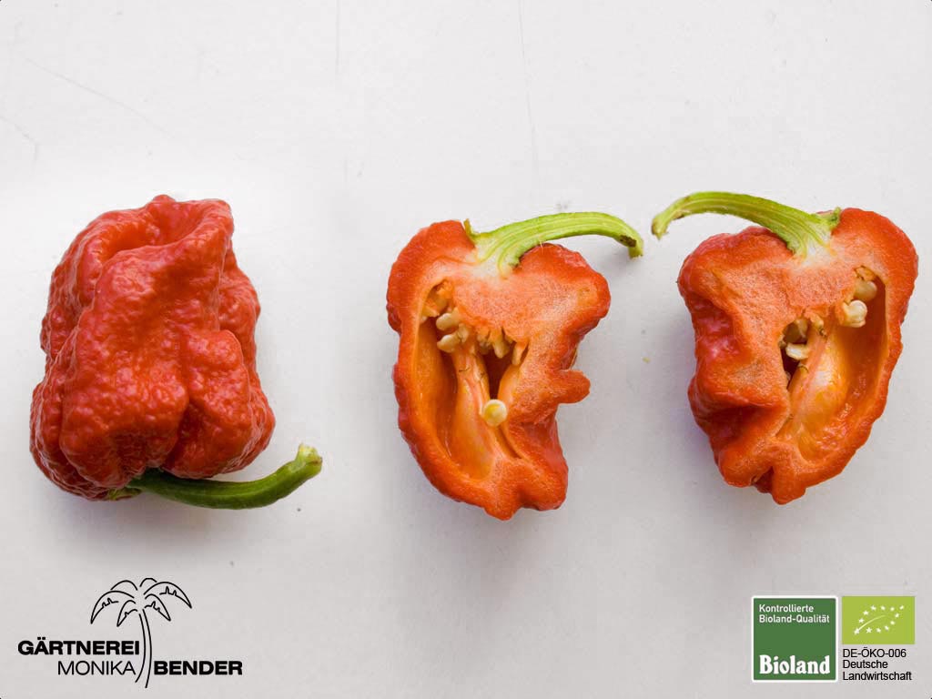 معرفی و راهنمای پرورش سبزی جات غیر برگی - دارفلفل زرد / برباس زرد